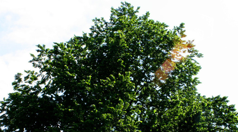 Tree - Little Willows